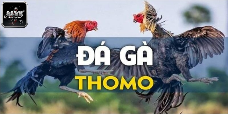 Đá gà Thomo cực hấp dẫn