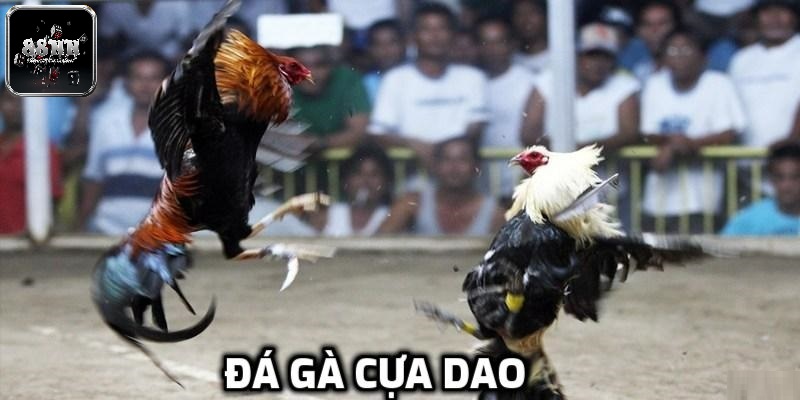 Giới thiệu về đá gà cựa dao