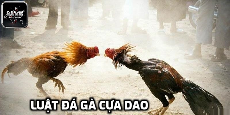 Hiểu rõ về luật đá gà cựa dao