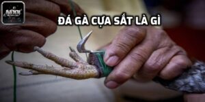 Giới thiệu về đá gà cựa sắt