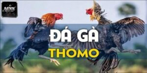 Đá gà Thomo là gì?